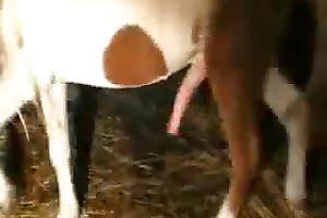 perro sexo porno, passionate, animals, sexo con videos de animales, movie, orgasms