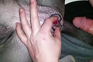 banging,hardcore bestiality